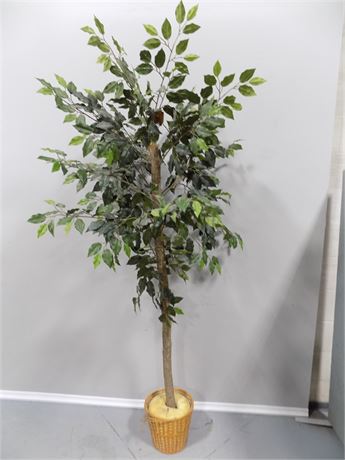 Artificial  Ficus Plant