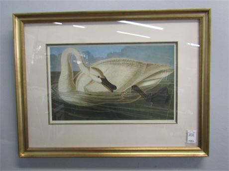 Artist James Audubon "Trumpeter Swan" Print, Framed under Glass