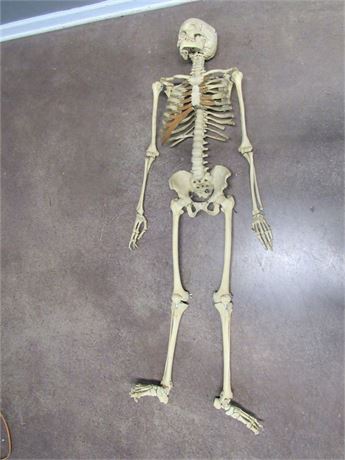 Vintage Human Medical Skeleton