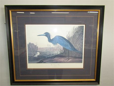 Print "Blue Crane or Heron" from Birds of America (1827) by John James Audubon