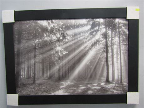 Original Black and White Photograph on Canvas, with "Sun Beams in a Quite Forest