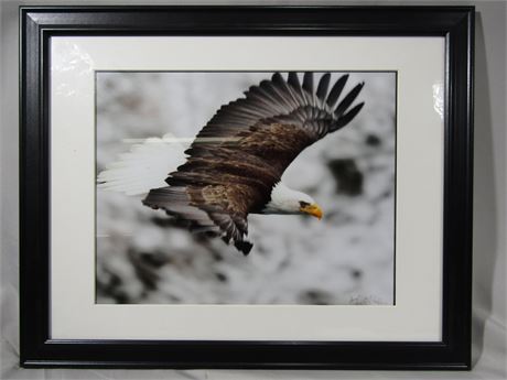 Eagle Photograph Art with Frame