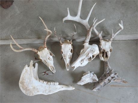 Animal Skulls & Jawbones