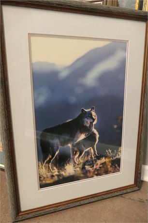 Coyote & Pup, Wildlife Photography Art by Carl Sams II  & Jean Stoick
