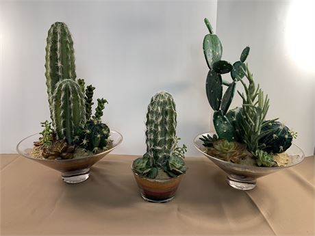 Lot of Cacti