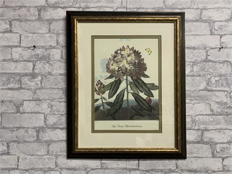 "THE PONTIC RHODODENDRON" Wall Art