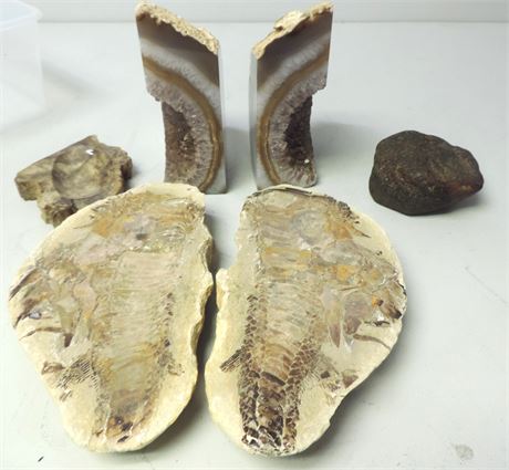 Vertebrae Fossil Stone / Geode Bookends