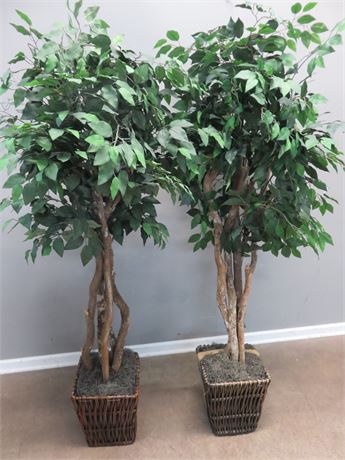 6 Ft. Artificial Ficus Trees