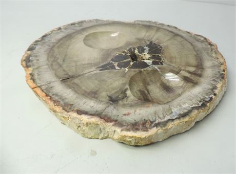 Large Polished Petrified Wood Slice