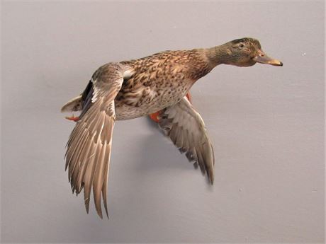 Taxidermy Mount - Female Mallard Duck in Flight