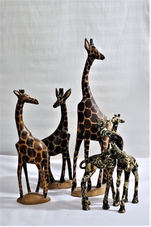 Collection of Giraffes