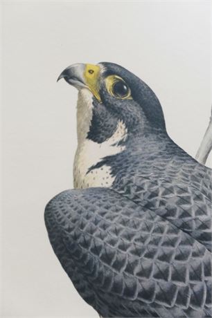 "Birds of Prey, American Peregrine Falcon" pencil signed by Guy Coheleach