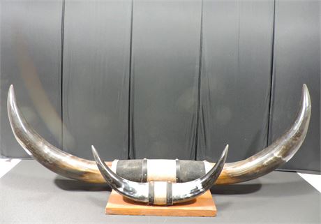 Vintage Steer / Bull Horns