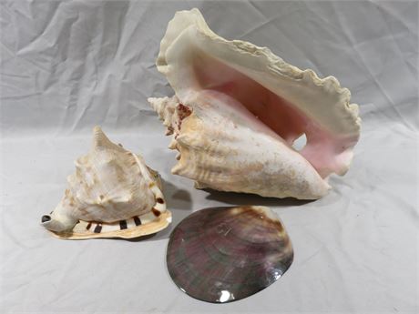 Ceramic Sea Shell Decoratives