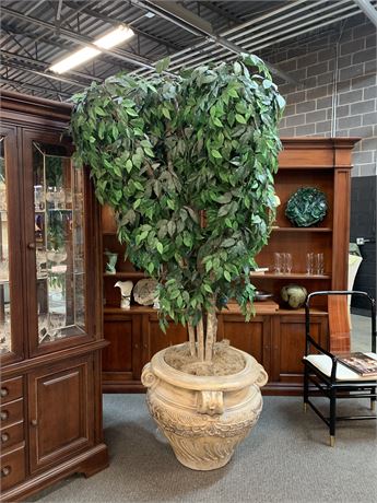 Large Fig Tree in a Decorrative  Pot