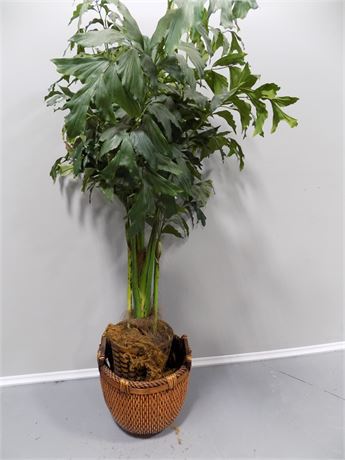 Artificial Tree/Plant