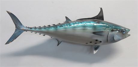 Transitional Design Online Auctions - Bonito Fish Trophy Wall Mount