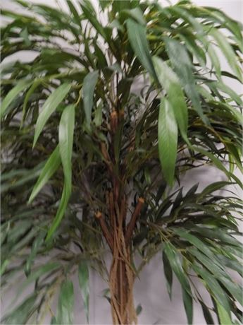 Artificial Ficus Alii Plant