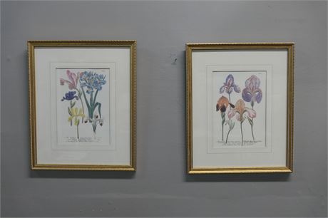 Botanical / Scientific Prints of an Iris, Pair