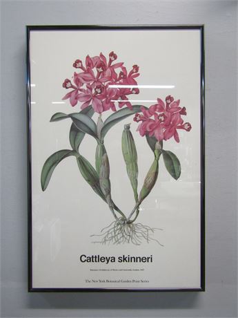 Cattleya Skinneri Wall Art Poster