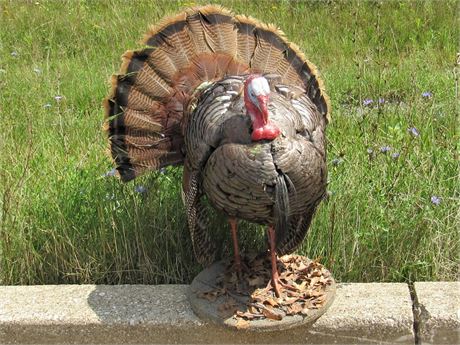 Taxidermy Mount - Wild Turkey