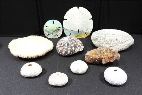 Painted Sand Dollars / Coral / Sea Urchins / Shell Lot