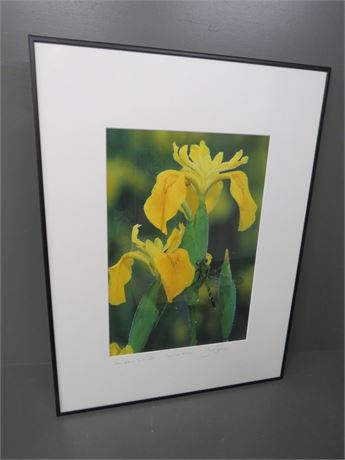 Dragonfly on Yellow Iris Signed Photographic Image