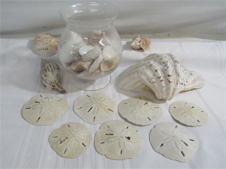 Seashell/Sand Dollar Lot