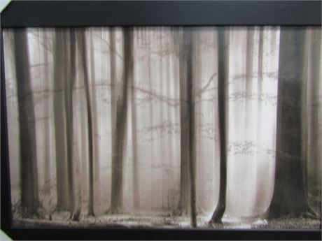 Original Black and White Photograph on Canvas, a Quite Woods in a Simple Black
