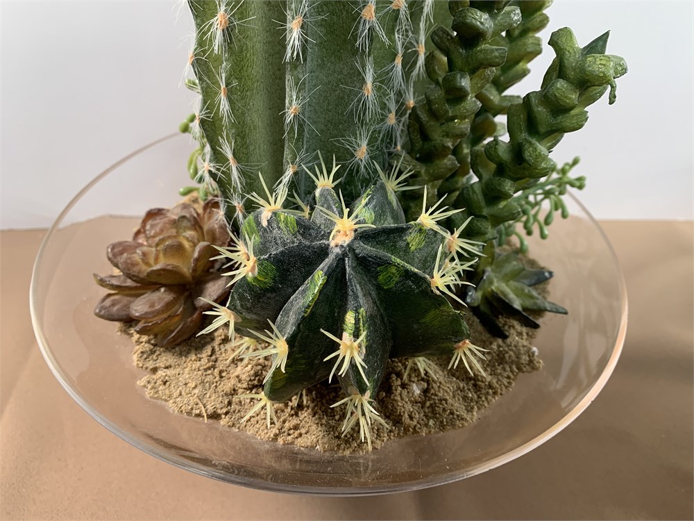 Transitional Design Online Auctions Lot Of Cacti   C8361388 Bbce 461d 98ba 6a1d5fa5da82 Largesize 