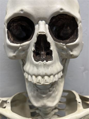 Articulating Skeleton/Plastic