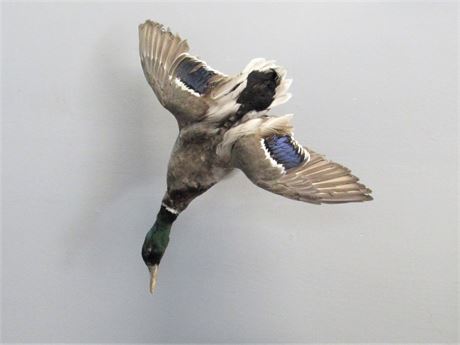 Taxidermy Mount - Male Mallard Duck in Flight