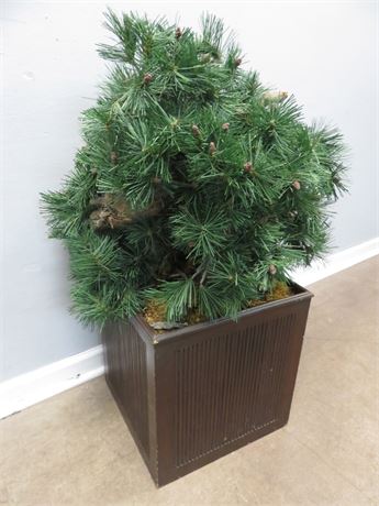 Faux Pine Bonsai Tree