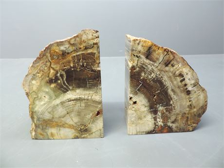 Petrified Wood Slice Bookends